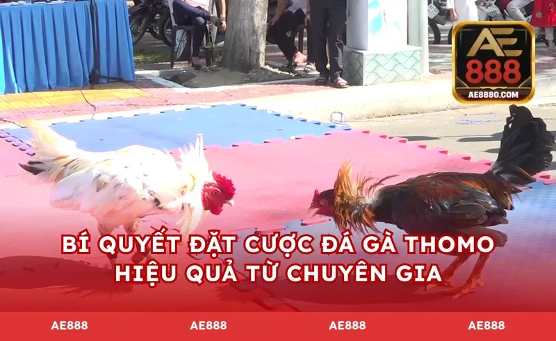 Bí quyết đặt cược đá gà Thomo hiệu quả từ chuyên gia