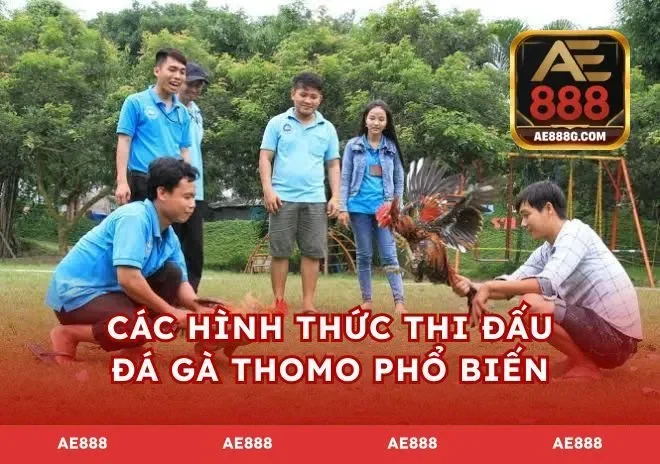 Các hình thức thi đấu đá gà Thomo phổ biến