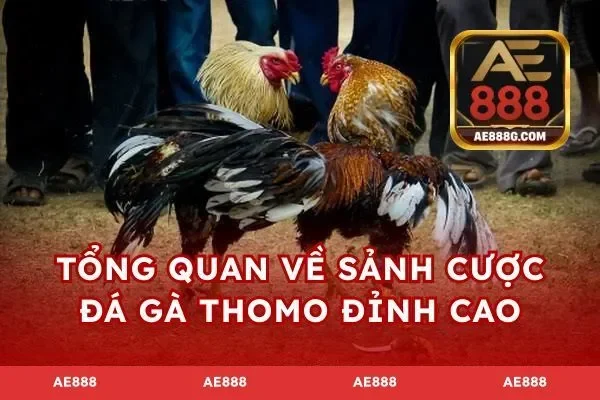 Tổng quan về sảnh cược đá gà Thomo đỉnh cao
